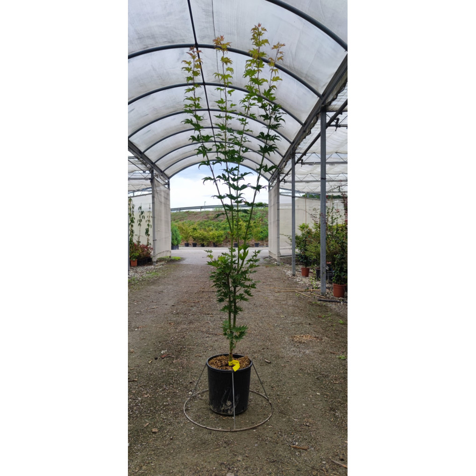 Acer Shirawasanum Jordan 150/175cm 12lt Pot