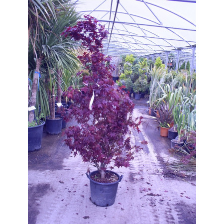 Acer Bloodgood Japanese Maple 5ft 6in - 6ft 6in /175-195 cm includes pot height