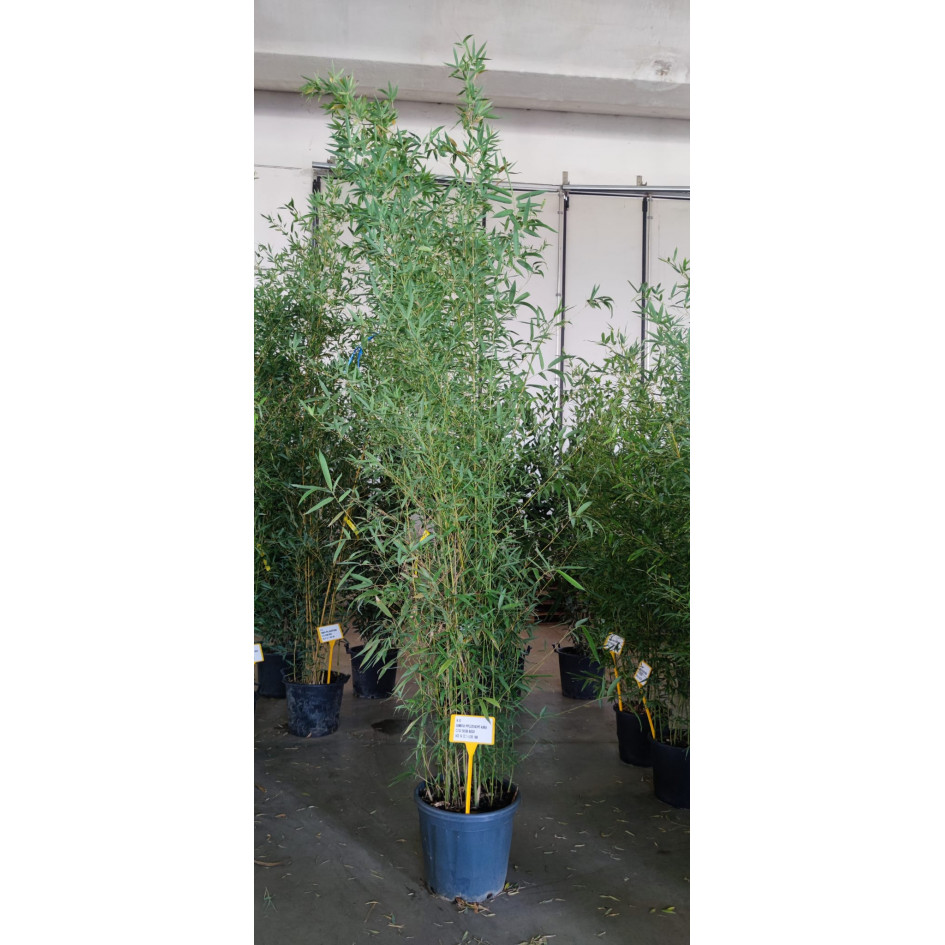 Gold Bamboo Phyllostachys Aurea, 250/300cm, EXCLUDING pot height