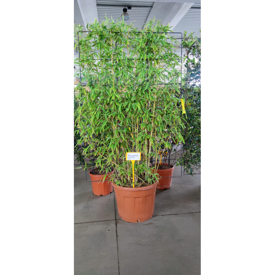 Gold Bamboo Phyllostachys Aurea, FRAME 180cm X 120cm