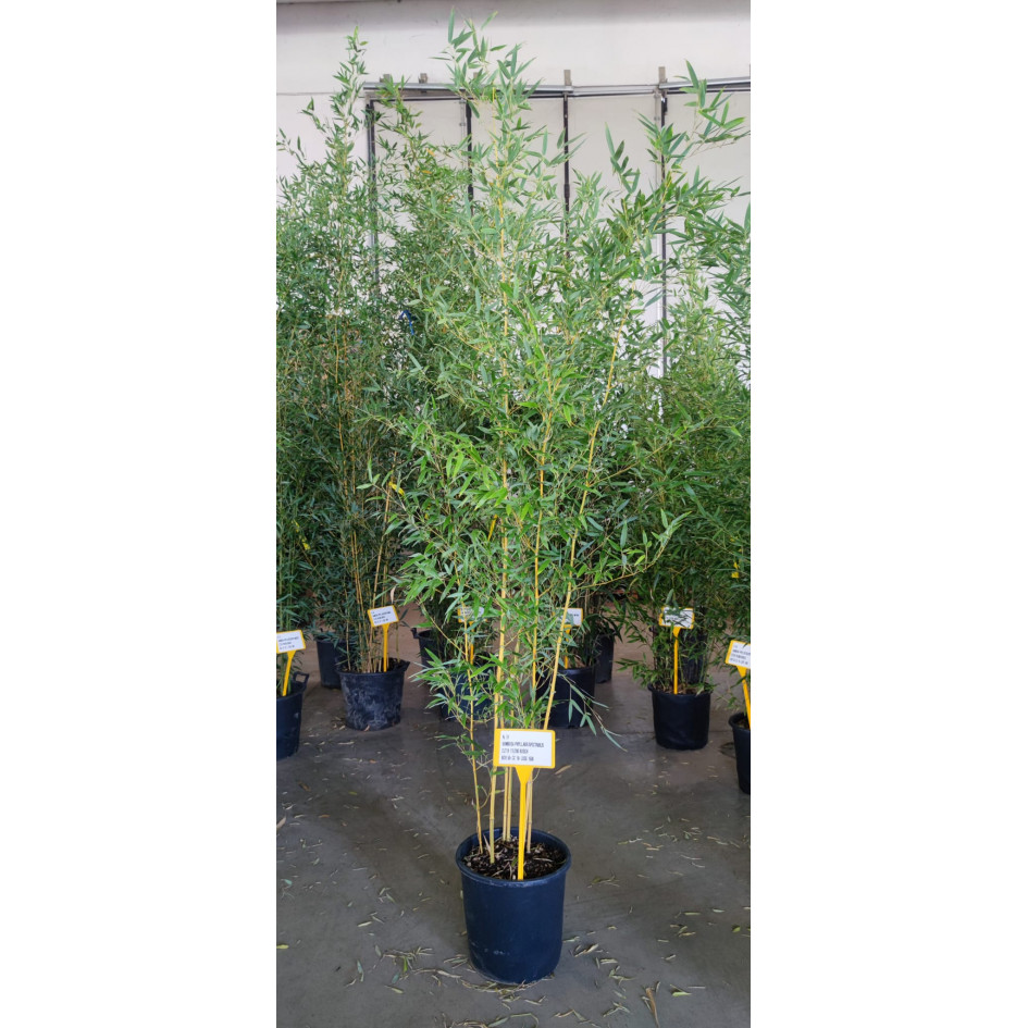 Bamboo Phyllostachys Aureosulcata Spectabilis 175/200cm EXCLUDING  pot height