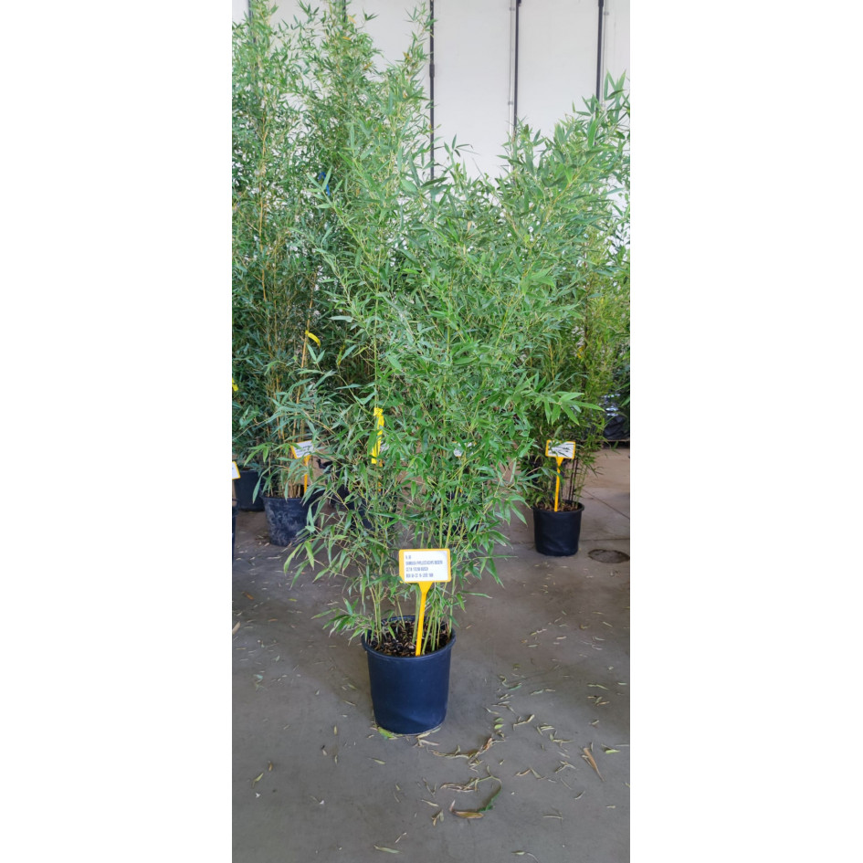 Bamboo Phyllostachys Bissettii, 150/200cm, EXCLUDING pot height