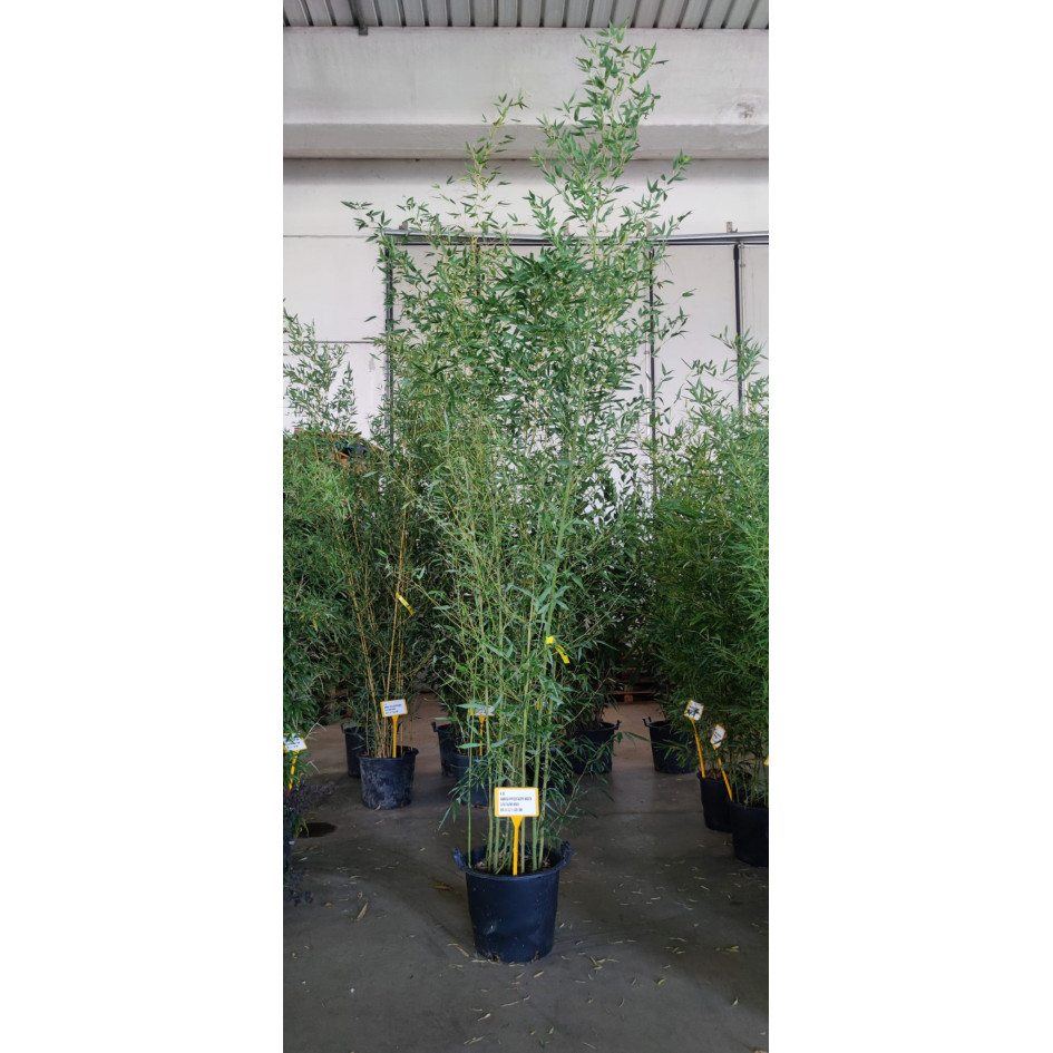 Bamboo Phyllostachys Bissettii, 250/300cm, EXCLUDING pot height
