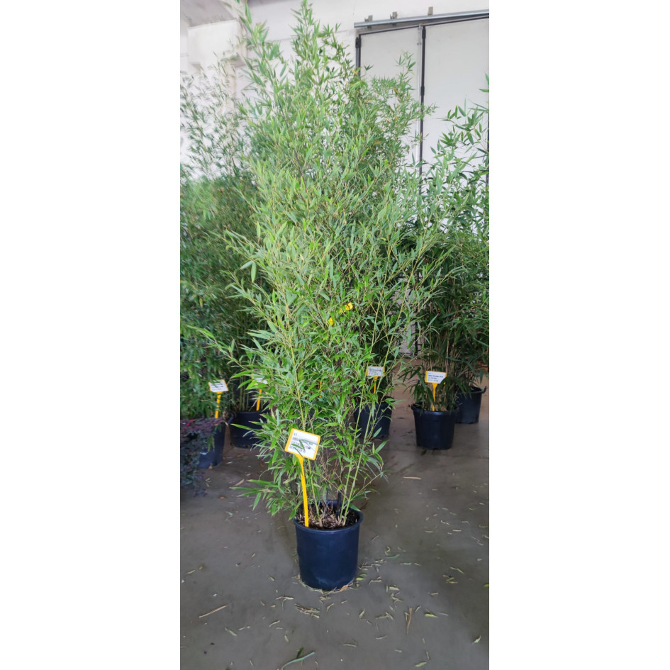 Black Bamboo Phyllostachys Nigra, 175/200cm EXCLUDING  pot height - 18 Litre Pot