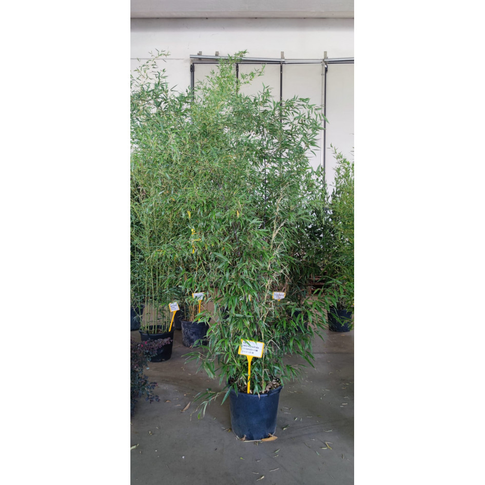 Black Bamboo Phyllostachys Nigra, 250/300cm, EXCLUDING pot height