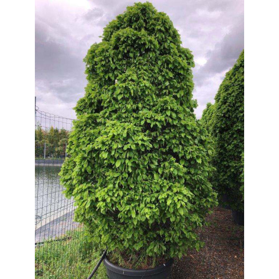 CARPINUS BETULUS MONUMENTALIS 250/300 Extra Strong Clt.150