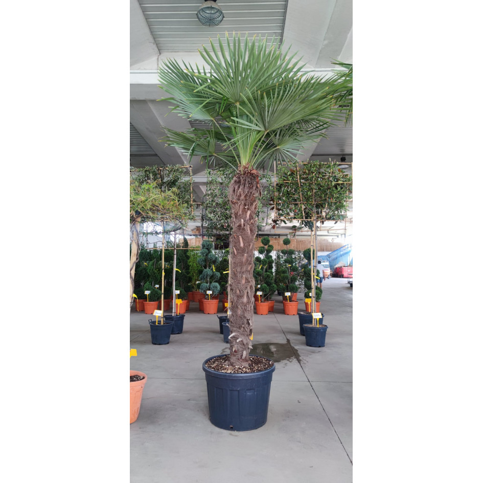 Trachycarpus Fortuneii Chusan Palm, 160-180cm Trunk (240-260cm Planted height) Clt130