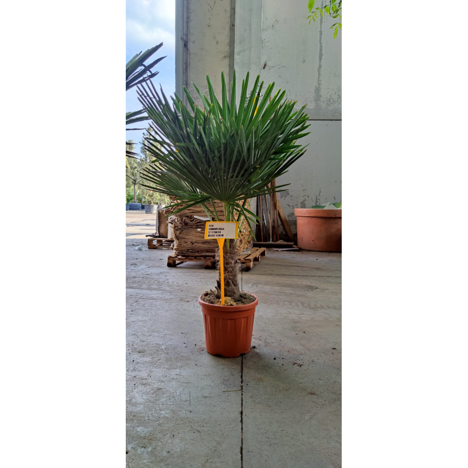 Trachycarpus Fortuneii Chusan Palm, 20-30cm Trunk, 90-100cm including pot 18 litre.