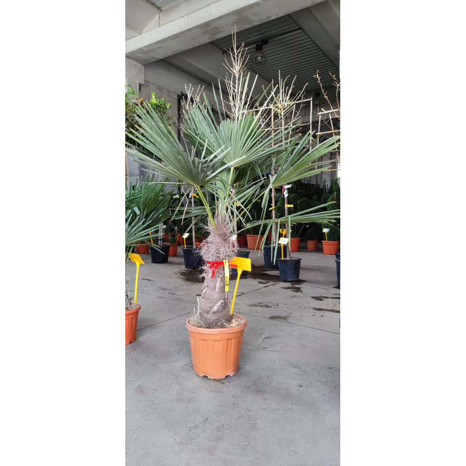 Trachycarpus Fortuneii Chusan Palm, 50-60cm Trunk, 140-150cm high including 35 litre pot