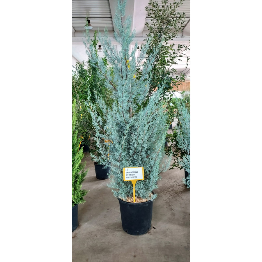 CUPRESSUS ARIZONICA FASTIGIATA, CLT18, 175/200cm Excluding Pot Height