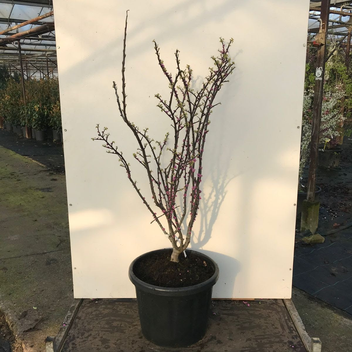 Cercis Candensis 'Little Woody', 100-125cm, 50L