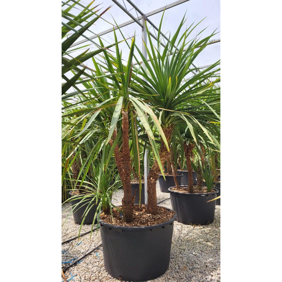 Cordyline Australis Cabbage Palm (Multi Stem) 200-250cm planted total height - NEW, HEAVIER GRADE IN 285 LITRE POT