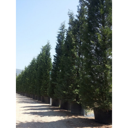 Leylandii Green MASSIVE 28-30ft/850-900cm Plant Height - does not include pot height