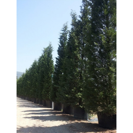 Leylandii Green MASSIVE 23-27ft/800-900cm Plant Height - SOLD OUT