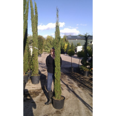 Italian Cypress (Cupressus Sempervirens Pyramidalis 200-250cm / 7 - 8ft inc pot height in 25 litre container
