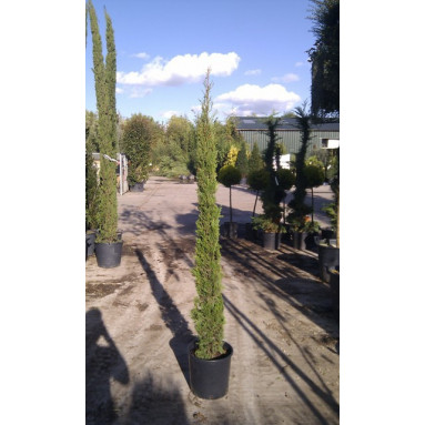 Italian Cypress (Cupressus Sempervirens Pyramidalis 150-175cm / 5ft - 6ft inc pot height in 20 litre container