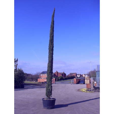 Italian Cypress (Cupressus Sempervirens Pyramidalis) 20 - 21ft inc pot height