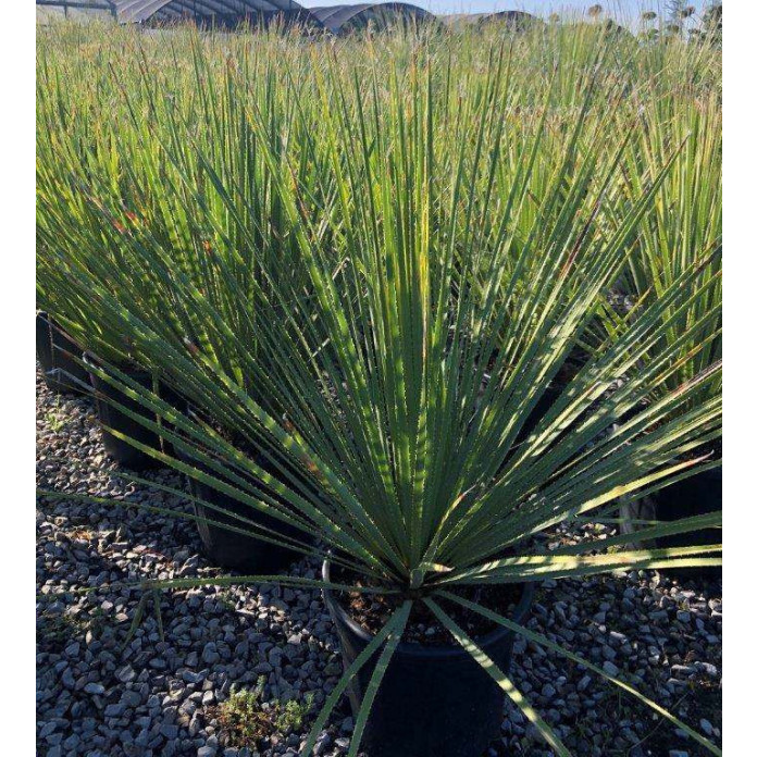 DASYLIRION SERRATIFOLIUM 45lt Pot, Approx Height 130cm