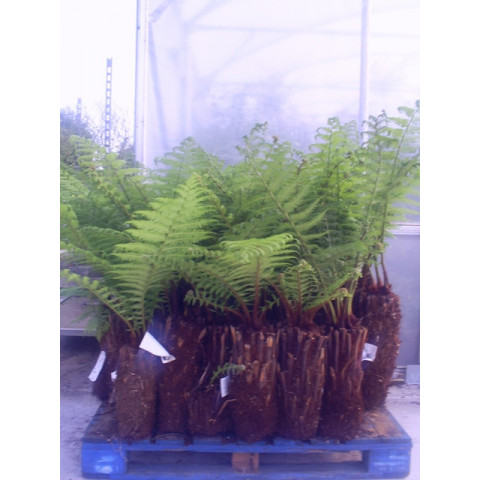 SPECIAL OFFER - WAS £83- Tree Fern Dicksonia Antarctica 1ft 6in - TAKING ORDERS FOR LATE MAY