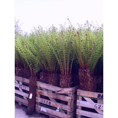 SPECIAL OFFER - WAS £220- Tree Fern  Dicksonia Antarctica 3ft - TAKING ORDERS FOR LATE MAY