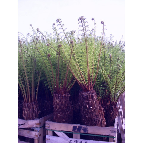 SPECIAL OFFER - WAS £350- Tree Fern Dicksonia Antarctica 4ft - TAKING ORDERS FOR LATE MAY