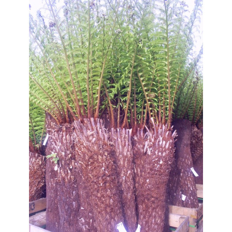 SPECIAL OFFER - WAS £438- Tree Fern Dicksonia Antarctica 5ft - VERY LIMITED QUANTITY - TAKING ORDERS FOR SEPTEMBER 2025