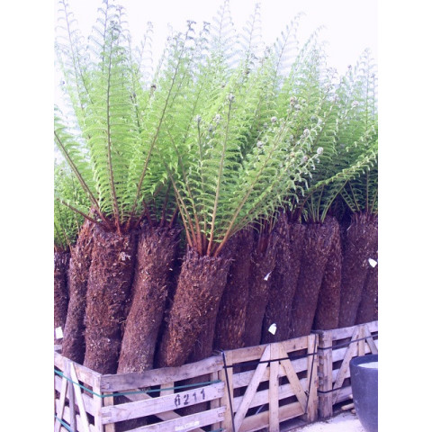 Tree Fern Dicksonia Antarctica 6ft - VERY LIMITED QUANTITY - TAKING ORDERS FOR SEPTEMBER 2025