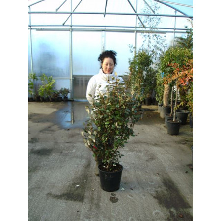 Elaeagnus Ebbingei 80-100cm EXCLUDING THE POT HEIGHT