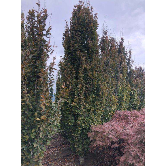 FAGUS SYLVATICA DAWYCK PURPLE 500/550 Feathered Strong Clt.155