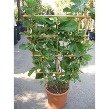 Fig on trellis (Ficus Carica) 4ft 6in high x 2ft 6in wide