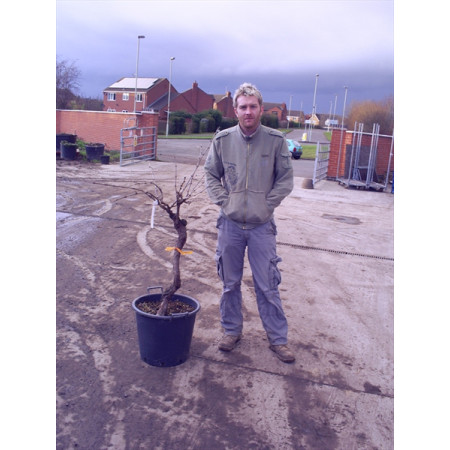 Grapevine (vitis vinefera) knarled trunk 60-80cm / 120cm high including pot height 30litre