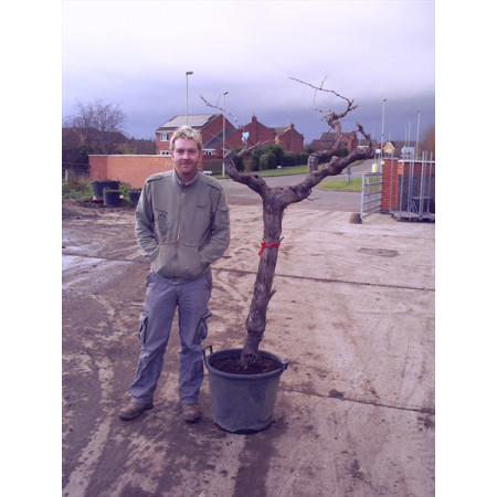 Grapevine (vitis vinefera) knarled trunk 180cm/6ft including pot height