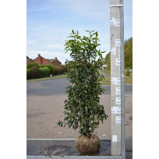 Hedging Prunus Lusitanica rootballed, 80-100cm