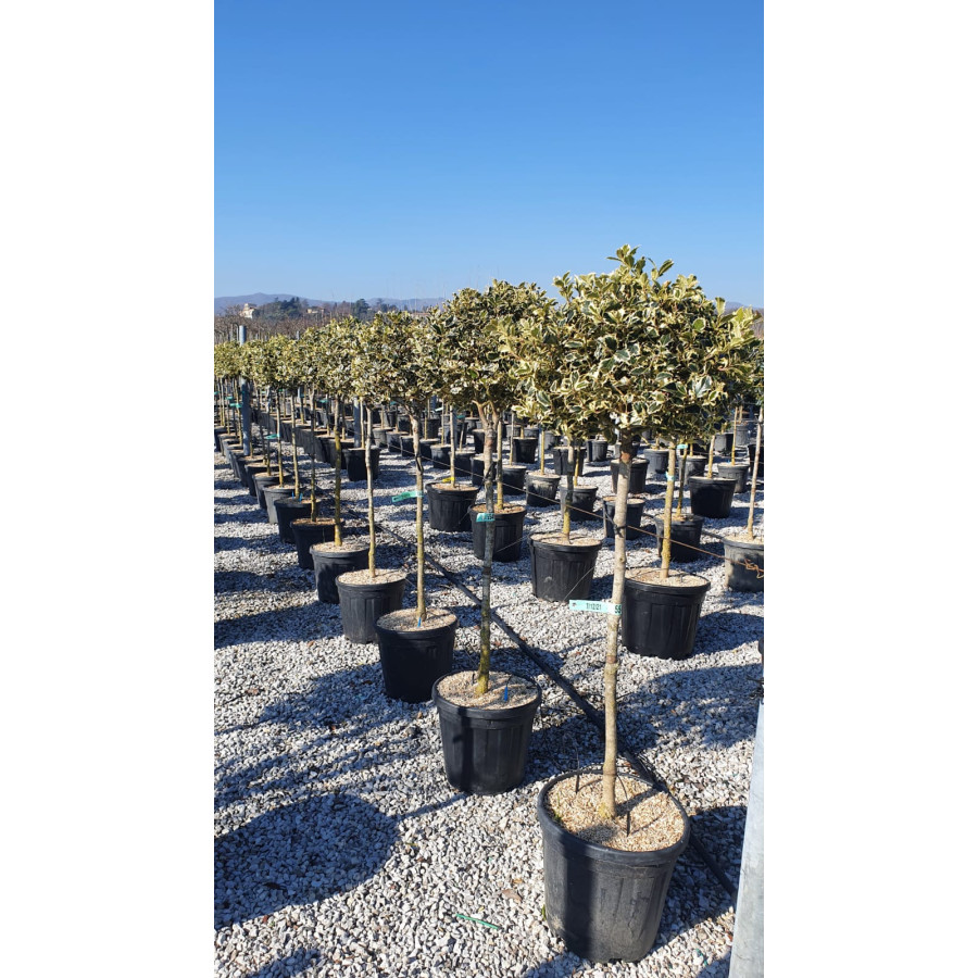 Ilex Aquifolium Aureomarginata, 1/2 STD, 40/45cm Diameter head, 25L Container