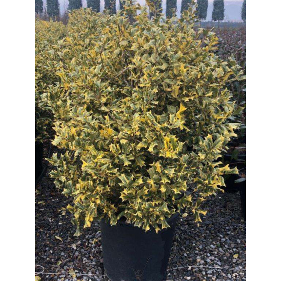 ILEX CORNUTA VARIEGATUM Ball Clt.35