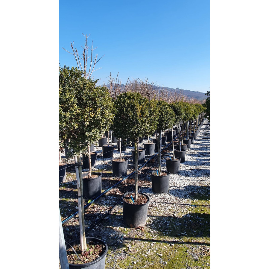 Ilex Crenata, 1/2 STD, Head 40/50cm, 15L Container