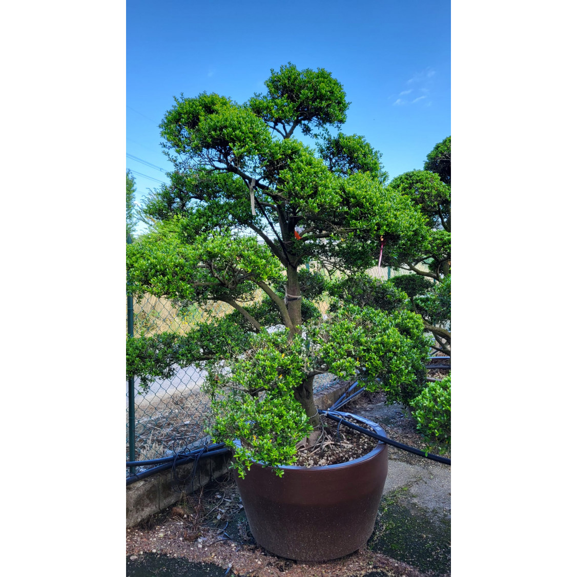 Ilex Crenata Bonsai Cloud Tree 170-180cm 230lt Pot