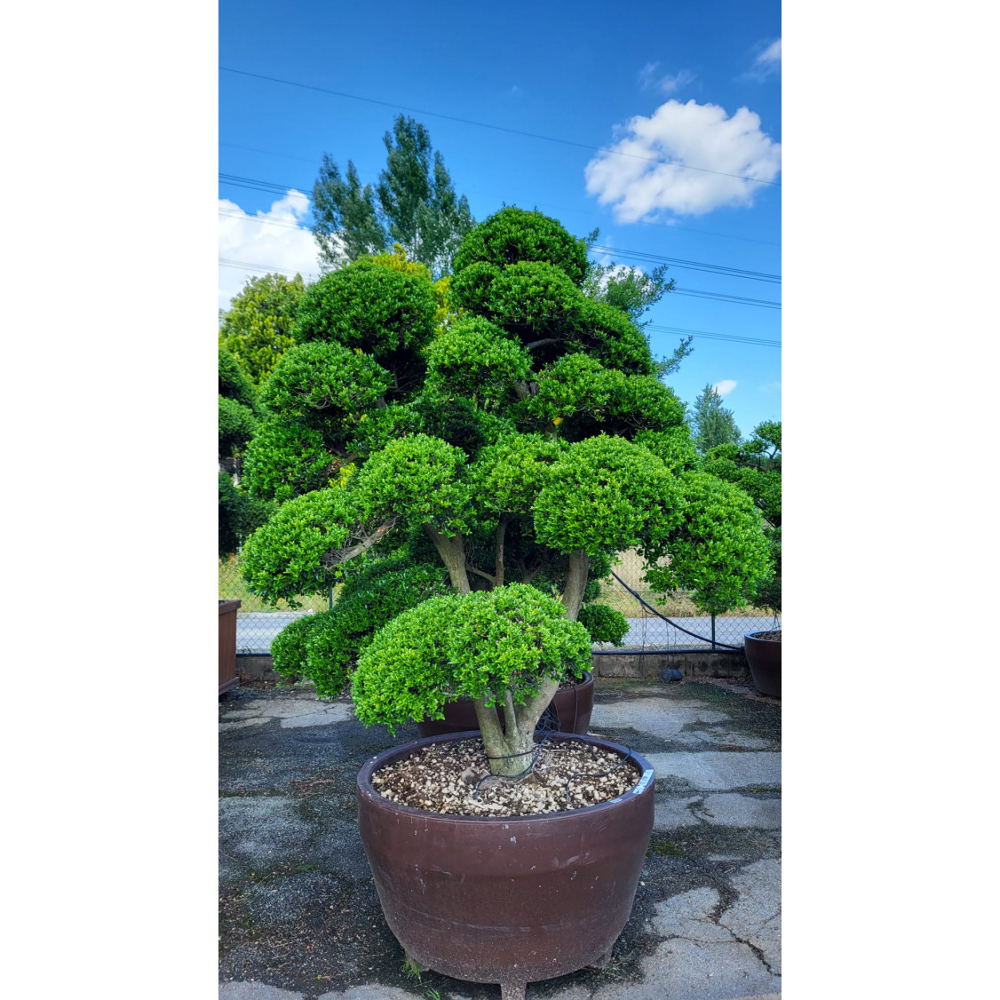 Ilex Crenata Bonsai Cloud Tree 190-200cm 230lt Pot