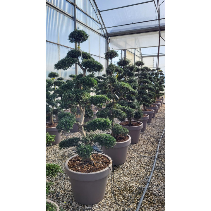 Ilex Crenata Cloud Tree, 120/140cm