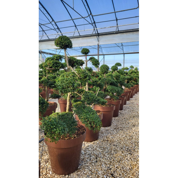 Ilex Crenata Cloud Tree 100/120cm