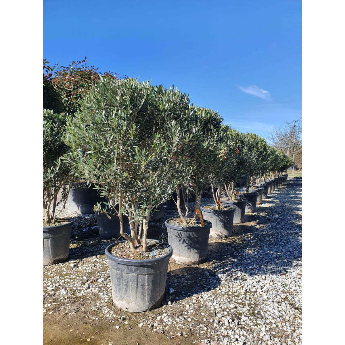 Multi Stem Olive Tree 170-190cm tall planted height Clt 110
