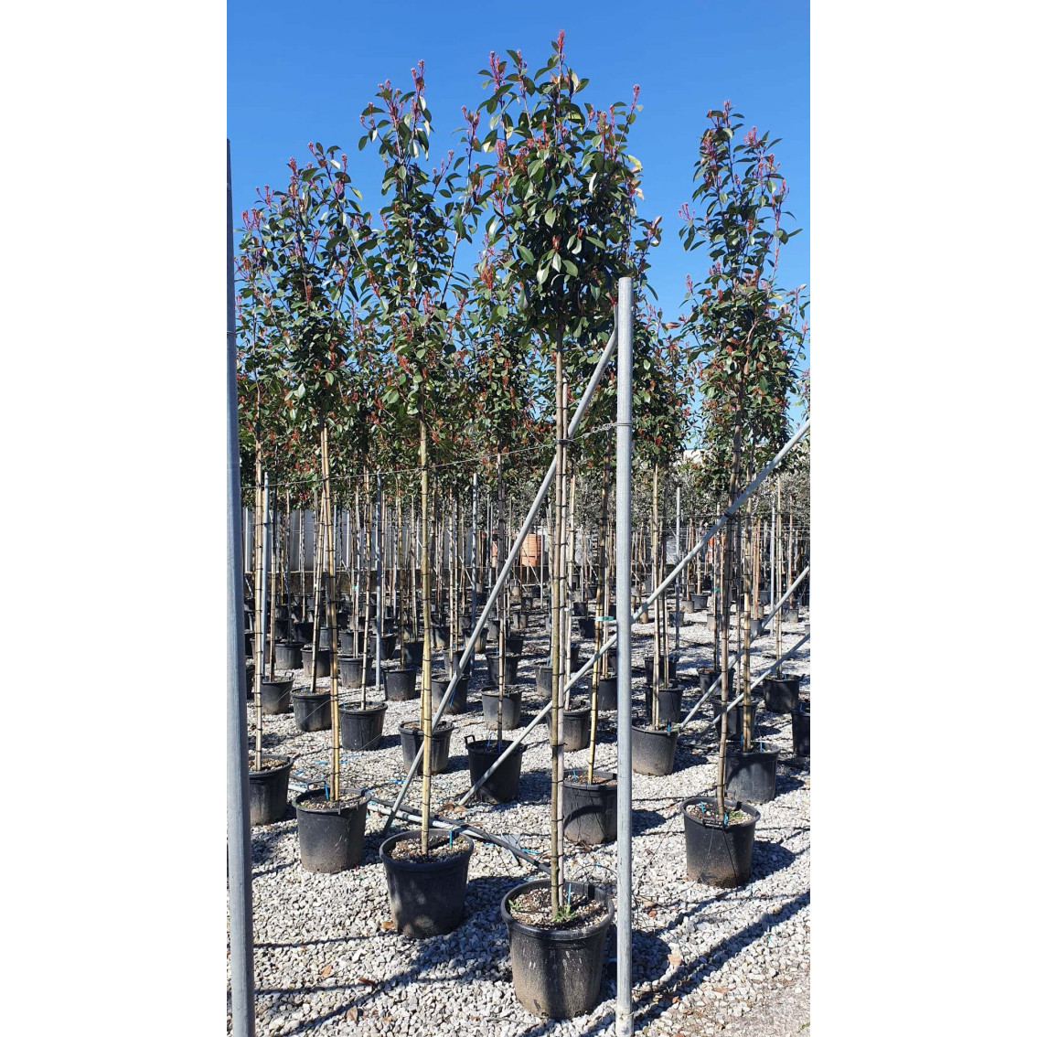 Photinia red robin 6/8cm girth, Approximately 10-11ft including pot height