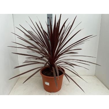 Cordyline Red Star, 15L Pot, approx 90cm 3ft high including pot.