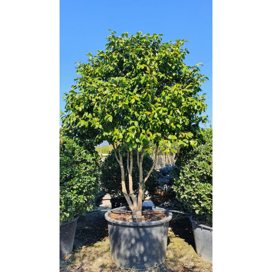 Camellia Japonica Parachute, 200-250cm including pot height, 160L Container - PINK flower