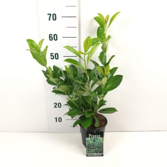 Prunus Laurocerasus Rotundifolia, 40/50cm 2L
