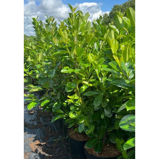 Laurel (Prunus Laurocerasus rotundifolia POTTED 1.2 - 1.5 meters planted height excluding pot height 20lt - ENGLISH GROWN - TAKING ORDERS FOR LATE APRIL