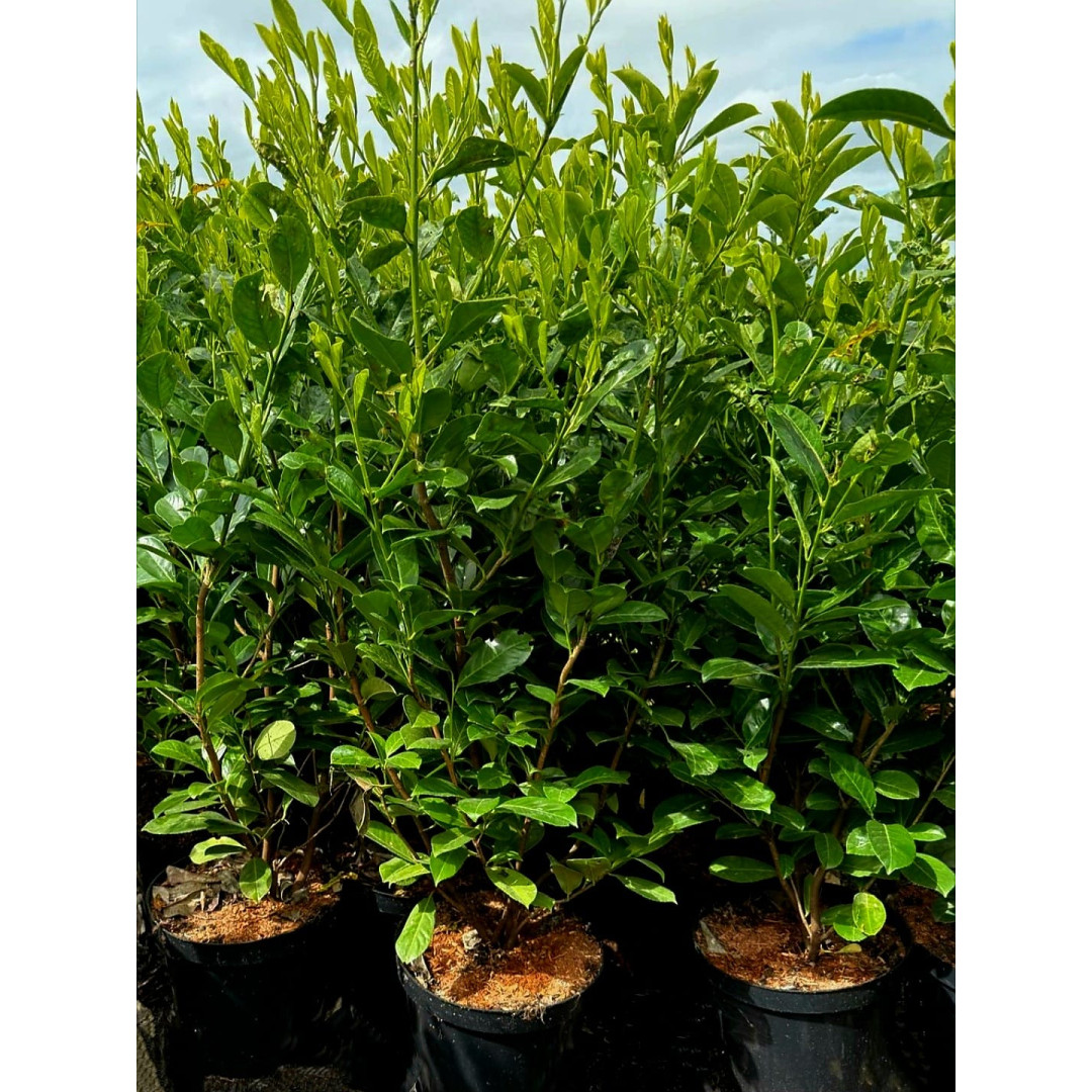 Laurel POTTED 1.5-1.8m Tall Excluding The Pot - 20L  - TAKING ORDERS FOR JUNE