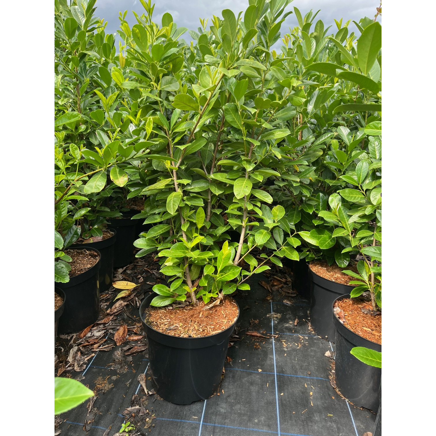 Laurel (Prunus Laurocerasus rotundifolia POTTED 20ltr 1.5 - 1.8 meter Plant height - ENGLISH GROWN - TAKING ORDERS FOR EARLY JUNE