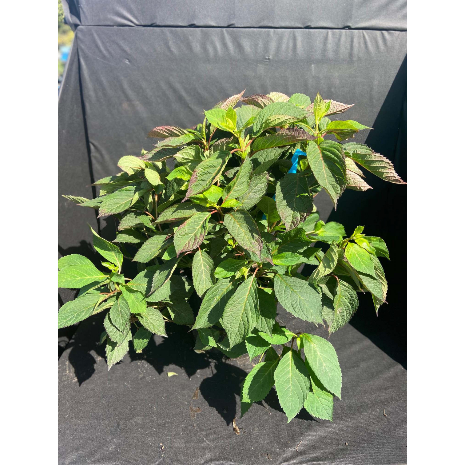 Hydrangea serrata 'Blueberry Cheescake'  50-55cm high including pot - 20 litre pot