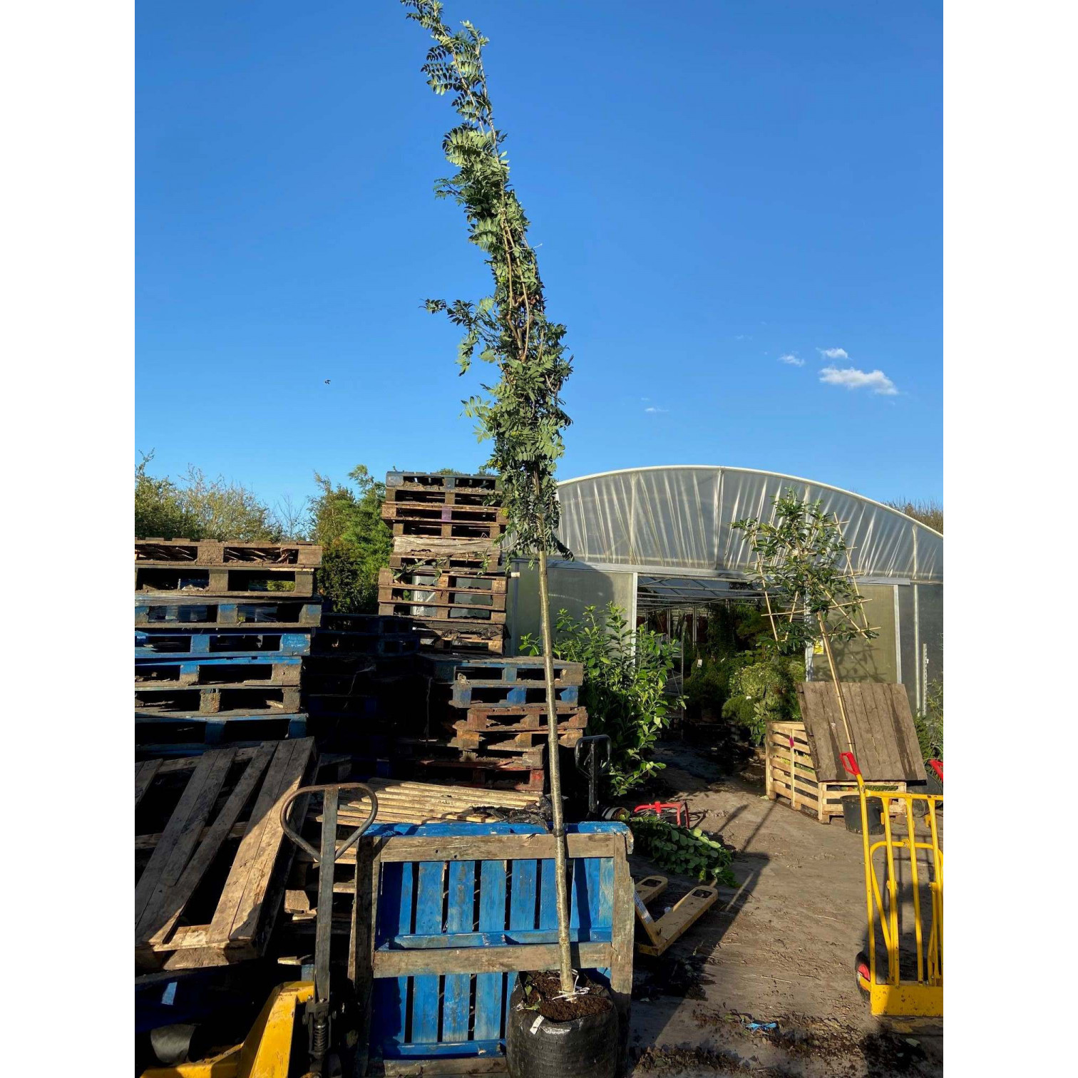 Sorbus Aucuparia ''Cardinal Red'' rowan mountain ash  10/12 girth 1.8meter clear stem 13 feet planted height